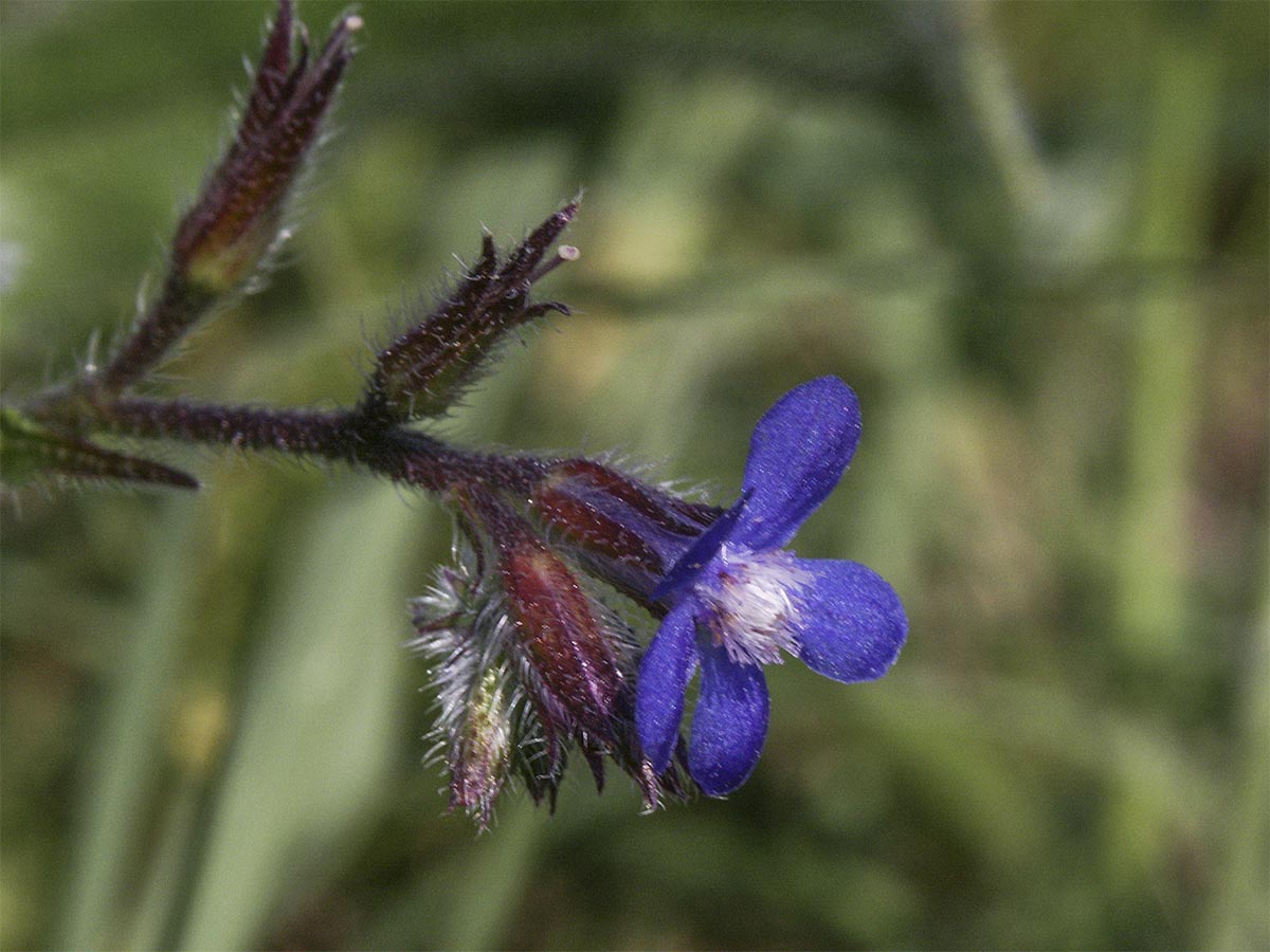 Blüte von der Seite